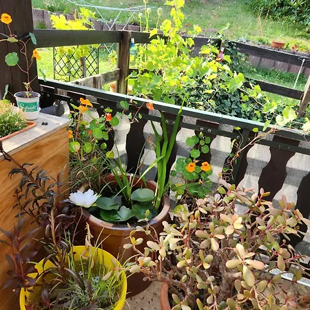 Hochwald * Hattgenstein